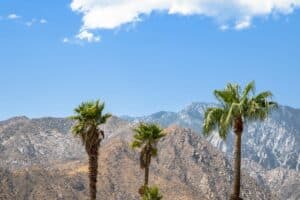 Palm Springs palm trees with mountains