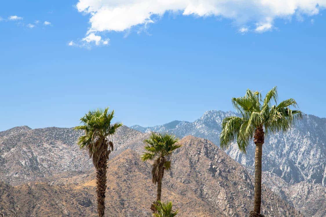 Palm Springs palm trees with mountains